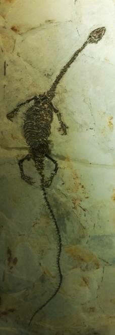 潜龙化石图片