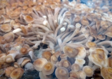 蘑菇养殖图片