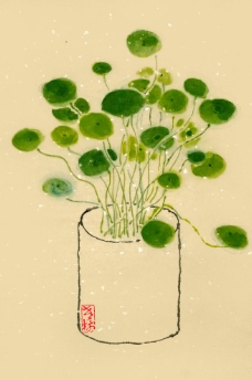 老树画画铜钱草图片