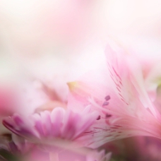 粉色花朵迷幻背景