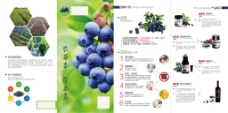 折页 蓝莓 产品介绍
