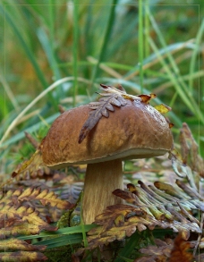 野生蘑菇野生真菌蘑菇图片