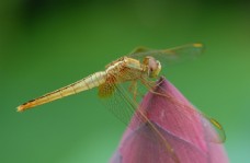 昆虫生态昆虫自然生态荷花蜻蜓
