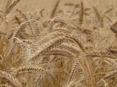 小麦谷穗图片素材