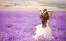 紫色花海美女的背影图片