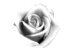 黑白玫瑰图片