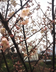 樱桃树图片