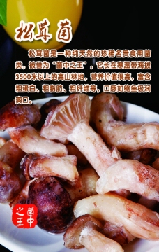 松茸菌  菜品 美食 海报图片