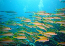 海底世界鱼群图片