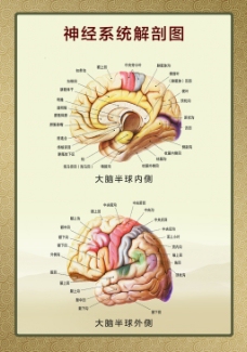 神经系统解剖图