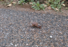 路边的蜗牛图片