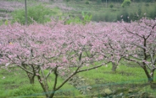桃花丛图片
