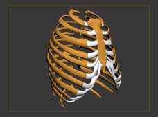 人体胸椎3dmax模型