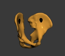 人体模型人体髋骨3DMAX模型