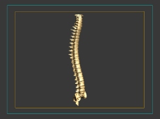 人体模型人体脊椎3dmax模型
