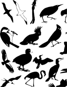 野生动物野生鸟类动物矢量图