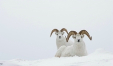 雪原羊图片