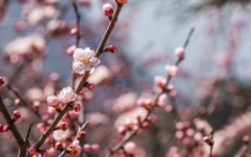 春天山里的桃花图片
