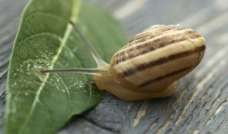 蜗牛叶子近景图片