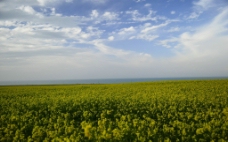 青海湖 油菜花图片