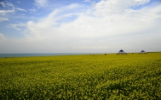 青海湖 油菜花图片