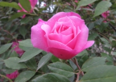粉色的野玫瑰图片