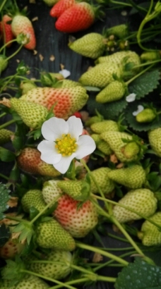 草莓花 红草莓图片