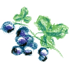 蓝莓彩绘矢量素材图片
