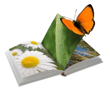 蝴蝶与书本