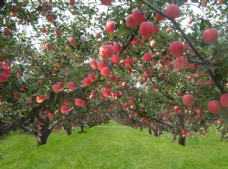 绿色叶子苹果园图片