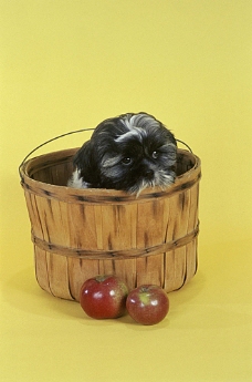 宠物医院趴在桶里的小狗摄影
