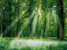 阳光洒进树林