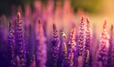 紫花朵图片