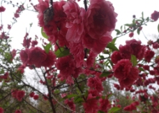 桃花 盛开 花开 美景 红色花 花卉 树枝图片