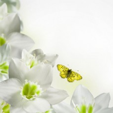 护肤品唯美白色花朵简约素雅背景图