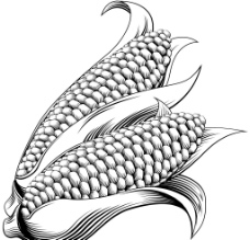 手绘玉米矢量素材图片