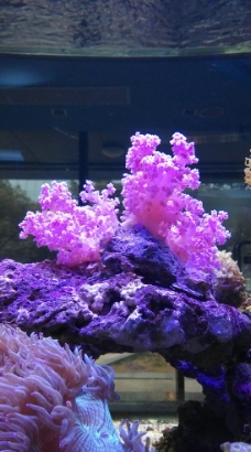 海洋 珊瑚图片