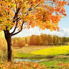 美丽秋天树木