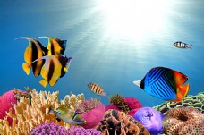 生物世界海底世界生物鱼类高清图片