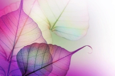 唯美紫色植物透明叶子脉络