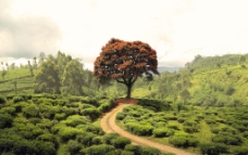 茶叶园内红色树图片