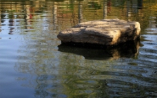 湖面的青石图片