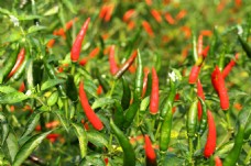 鲜花摄影新鲜的红辣椒食材高清图片