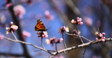 春之蝶图片