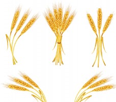 小麦黄酒麦穗图片
