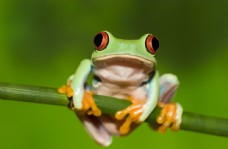 其他生物热带雨林青蛙图片