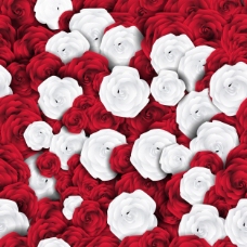 白玫瑰和红玫瑰的花型