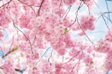 春季主题粉色花背景