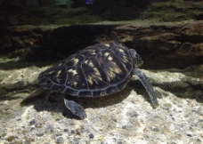 海龟 海洋馆图片