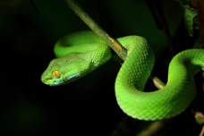 绿树树枝上的绿色蛇